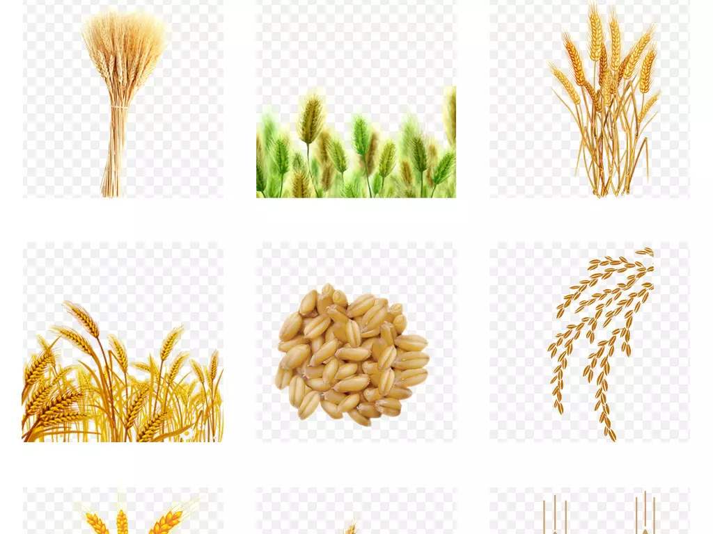 ��ʳ�ӹ�Ʒ���